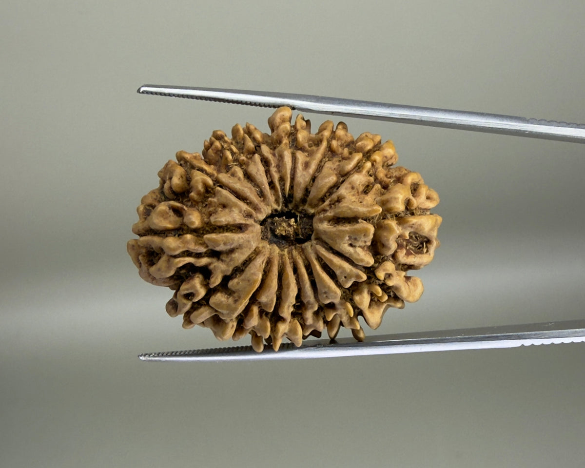 Natural 15 Mukhi Nepal rudraksha seed close-up held on a metal rod against a plain background