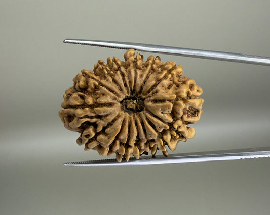 Natural 15 Mukhi Nepal rudraksha seed close-up held on a metal rod against a plain background