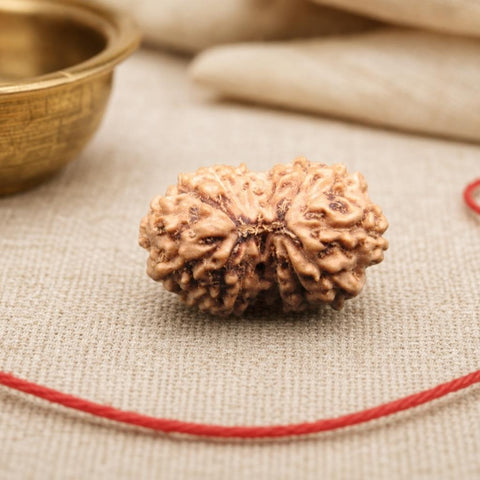 15 Mukhi Indonesia Natural Rudraksha 16.48 mm Rudraksha Report No. RDQ0044283