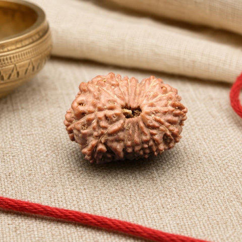 15 Mukhi Indonesia Natural Rudraksha 19.35 mm Rudraksha Report No. RDQ0044302