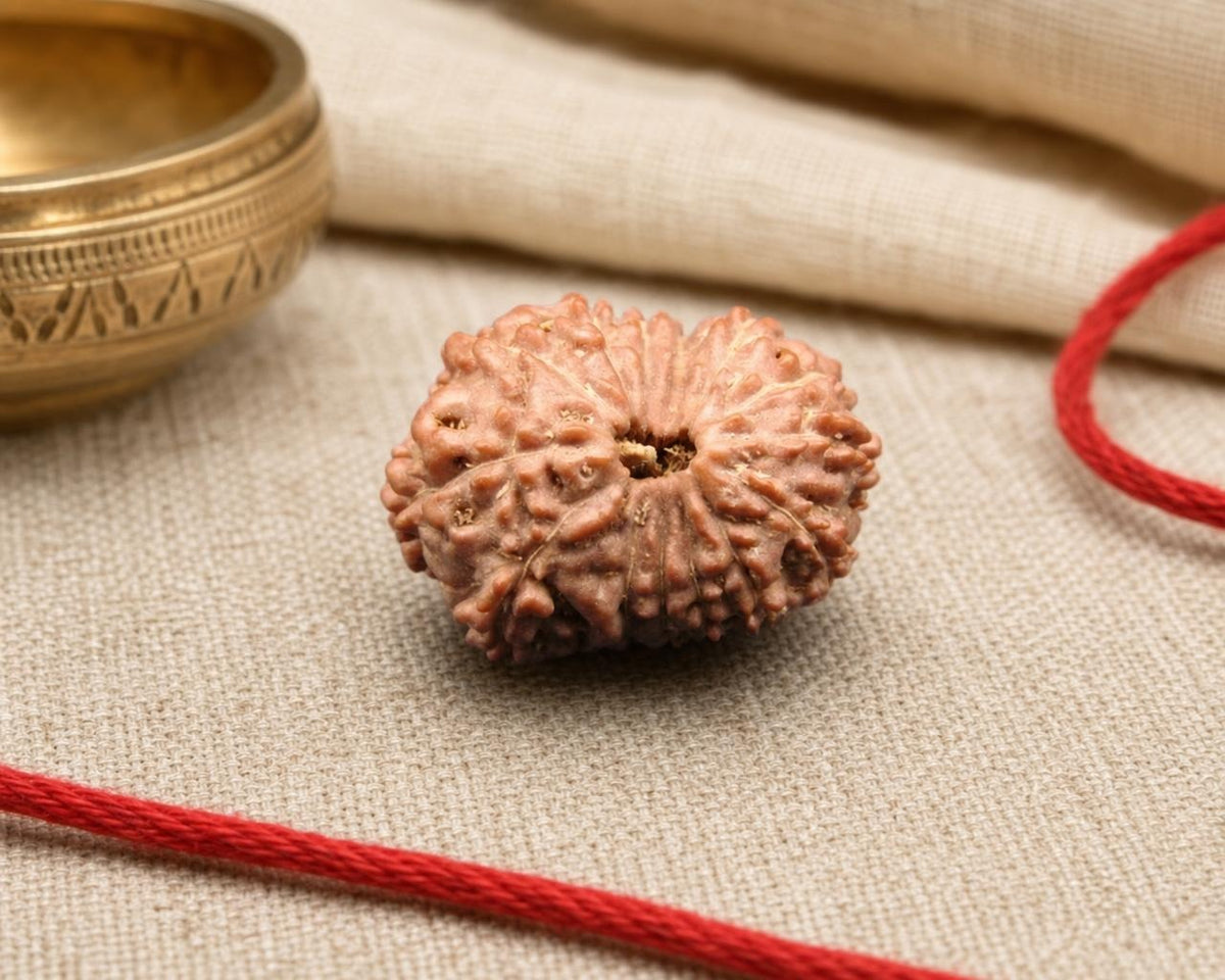 Natural 15 Mukhi Indonesian rudraksha bead with central hole on red string and beige fabric