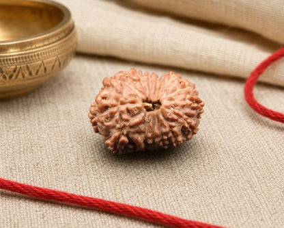 Natural 15 Mukhi Indonesian rudraksha bead with central hole on red string and beige fabric