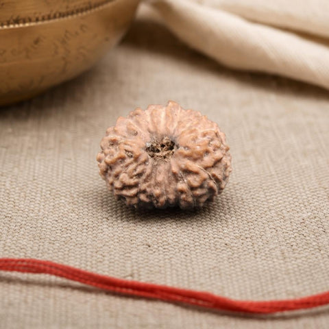 15 Mukhi Indonesia Natural Rudraksha 19.35 mm Rudraksha Report No. RDQ0044395