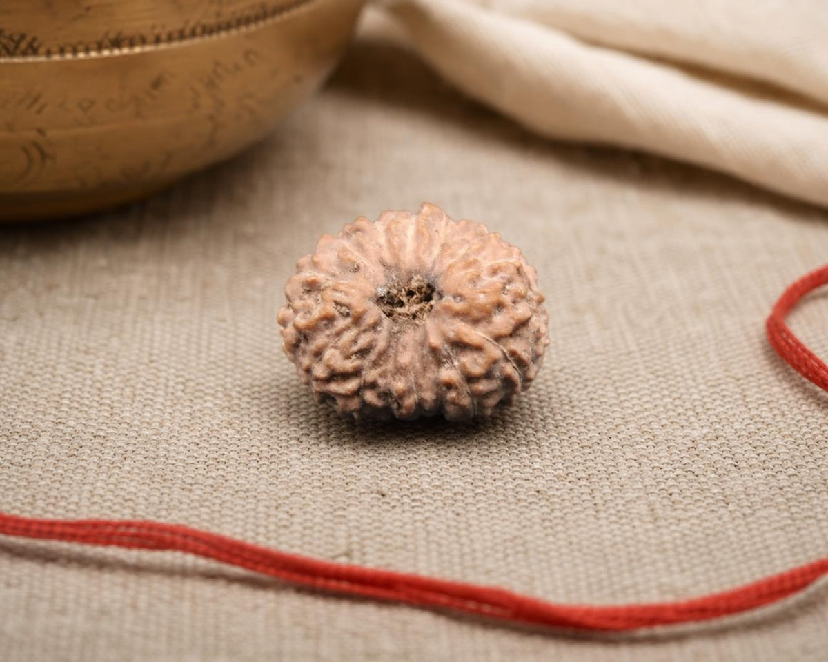Natural 15 Mukhi Indonesian rudraksha bead with carved facets and blackened center
