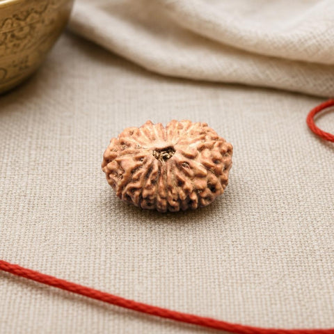 15 Mukhi Indonesia Natural Rudraksha 17.33 mm Rudraksha Report No. RDQ0044289