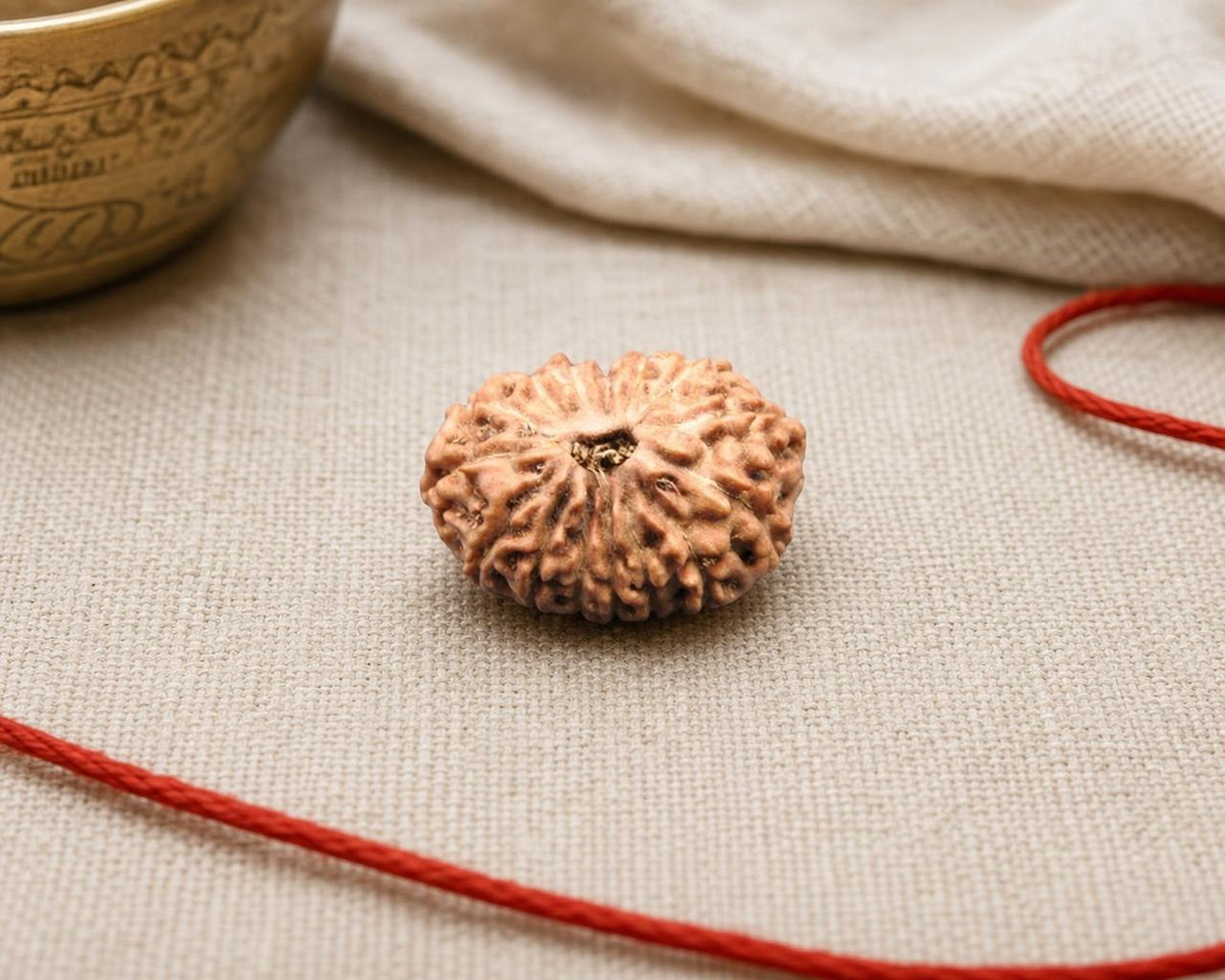 Natural 15 Mukhi Indonesian rudraksha bead with central face detail on beige fabric