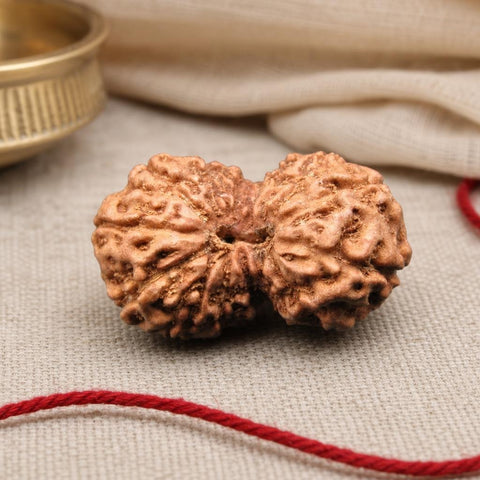 15 Mukhi Indonesia Natural Rudraksha 25.00 mm Rudraksha Report No. RDQ0044416