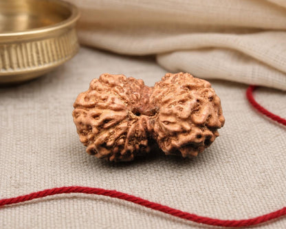 Natural 15 mukhi Indonesia rudraksha bead with detailed split-face texture on red string