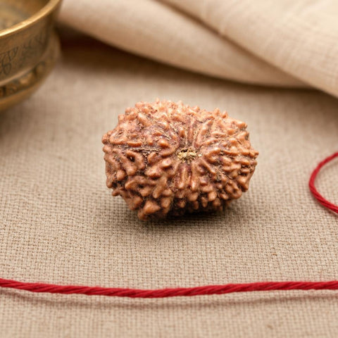 15 Mukhi Indonesia Natural Rudraksha 19.05 mm Rudraksha Report No. RDQ0044279
