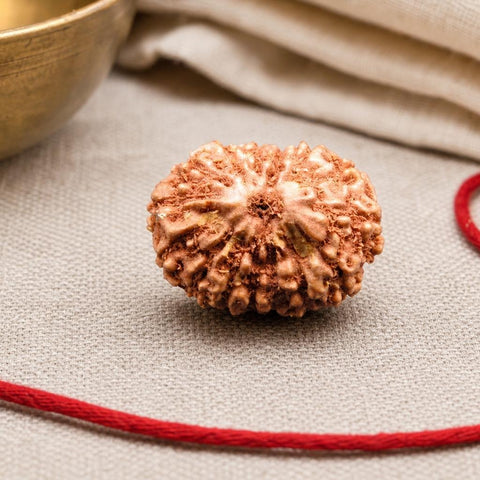 15 Mukhi Indonesia Natural Rudraksha 17.21 mm Rudraksha Report No. RDQ0044280