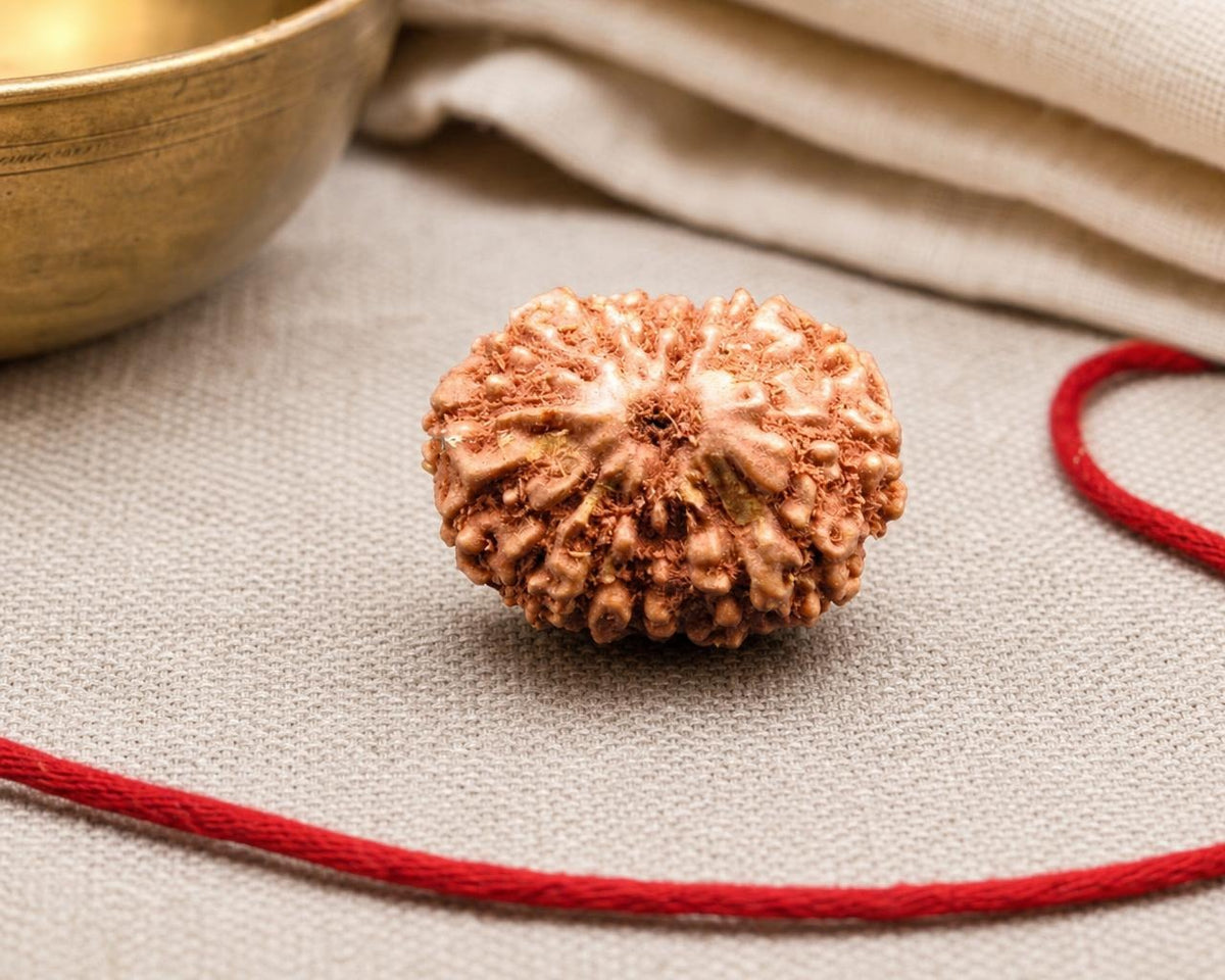 Natural 15 Mukhi Indonesia rudraksha bead with textured ridges on red string