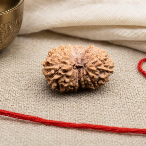 15 Mukhi Indonesia Natural Rudraksha 17.30 mm Rudraksha Report No. RDQ0044304