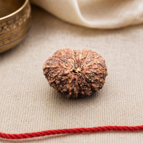 15 Mukhi Indonesia Natural Rudraksha 19.51 mm Rudraksha Report No. RDQ0044288
