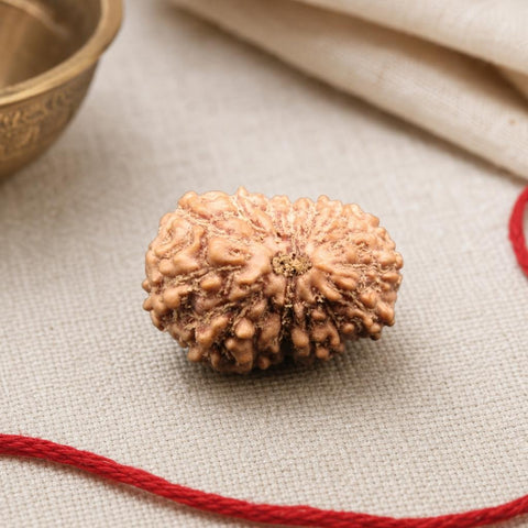 15 Mukhi Indonesia Natural Rudraksha 16.62 mm Rudraksha Report No. RDQ0044298
