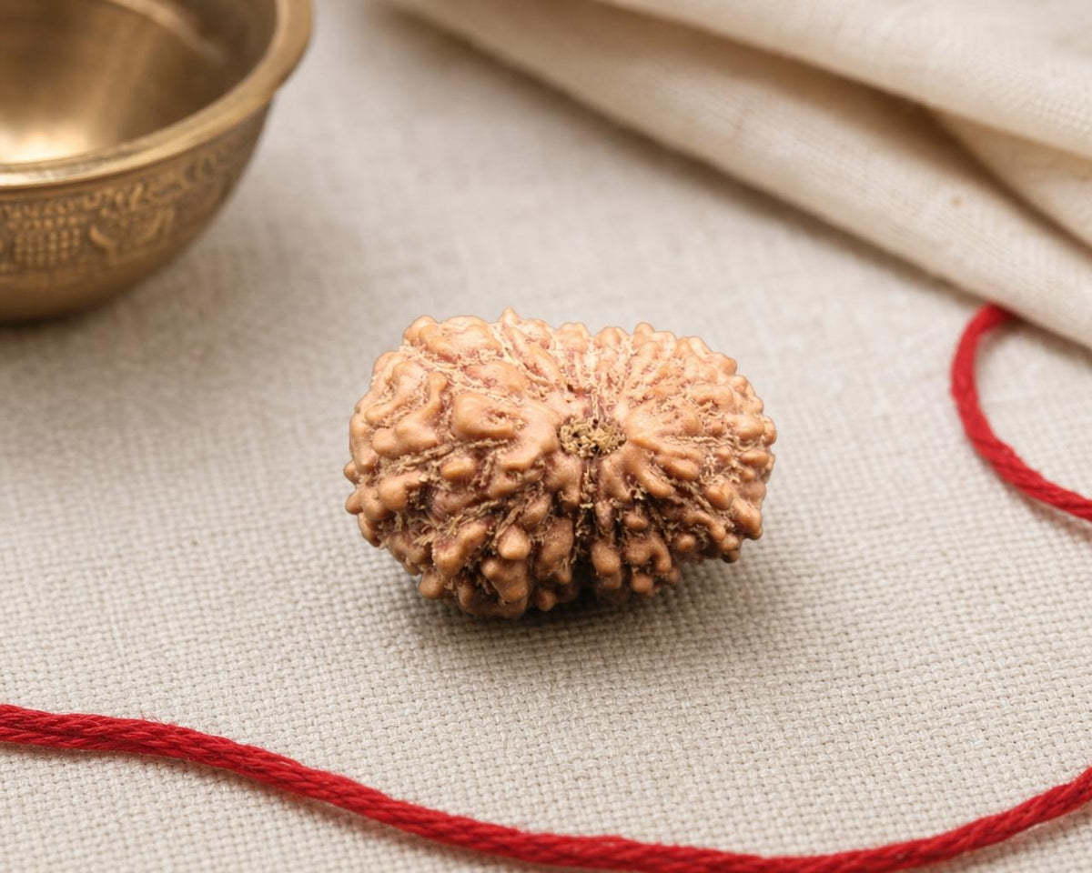 Natural 15 Mukhi Indonesian rudraksha bead with deep grooves on red thread