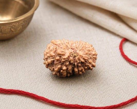 Natural 15 Mukhi Indonesian rudraksha bead with deep grooves on red thread