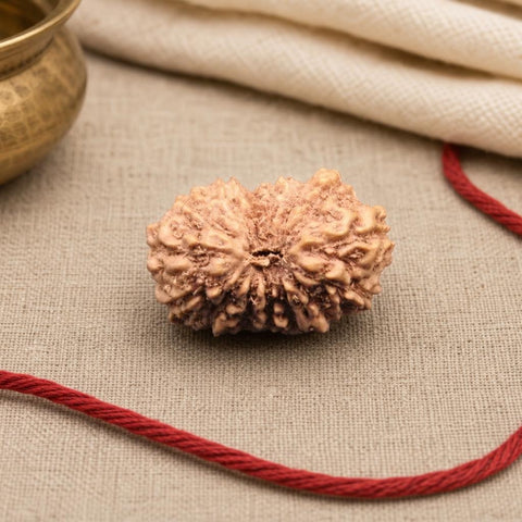 15 Mukhi Indonesia Natural Rudraksha 19.00 mm Rudraksha Report No. RDQ0044299