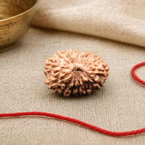 15 Mukhi Indonesia Natural Rudraksha 17.00 mm Rudraksha Report No. RDQ0044277