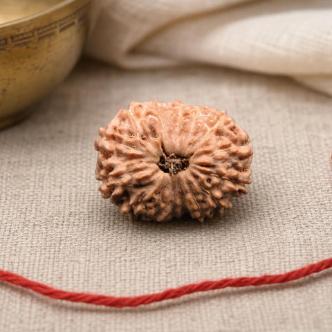 15 Mukhi Indonesia Natural Rudraksha 19.57 mm Rudraksha Report No. RDQ0044284