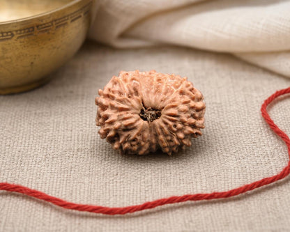 Natural 15 mukhi Indonesian rudraksha seed with visible grooves on red string