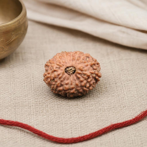 15 Mukhi Indonesia Natural Rudraksha 19.35 mm Rudraksha Report No. RDQ0044300