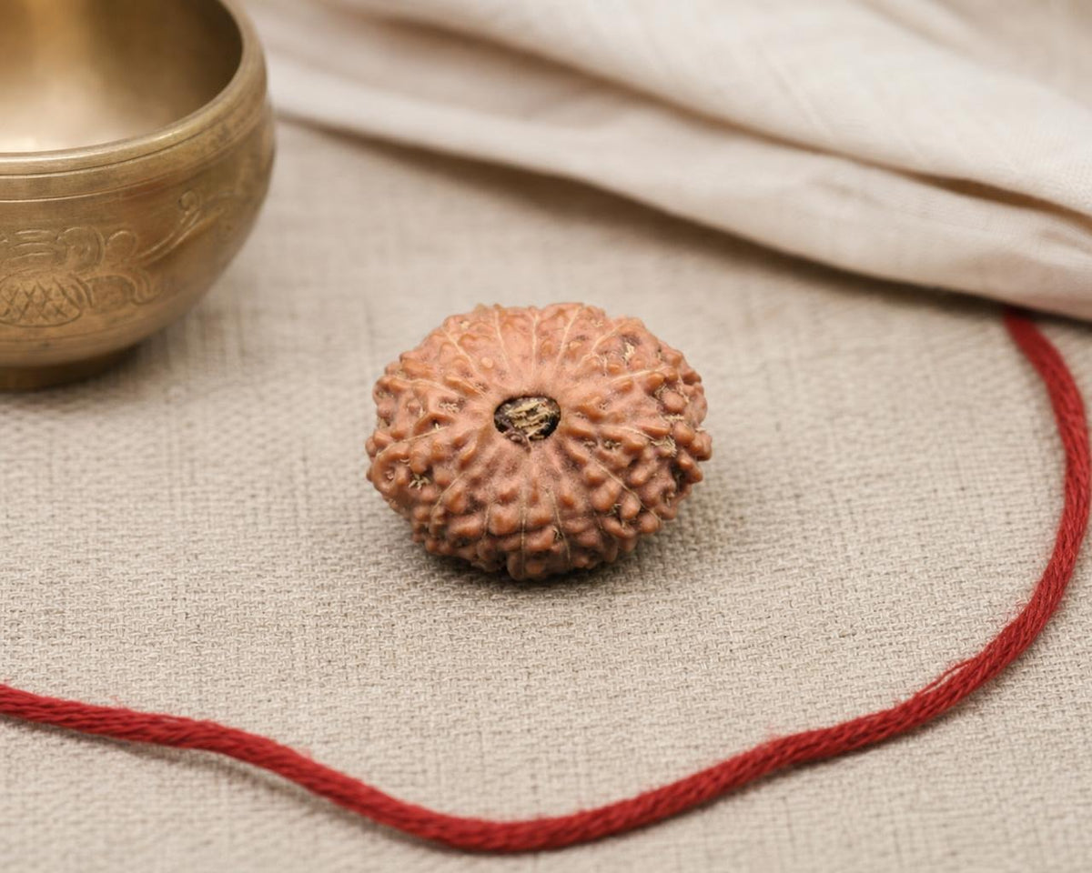 Natural 15 Mukhi Indonesia rudraksha bead with red string on beige fabric background