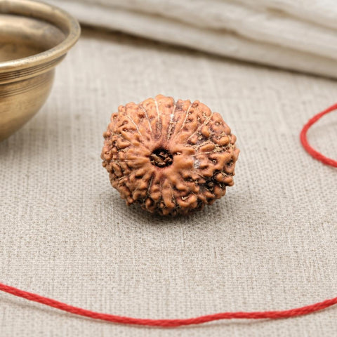 16 Mukhi Indonesia Natural Rudraksha 18.25 mm Rudraksha Report No. RDQ0044401