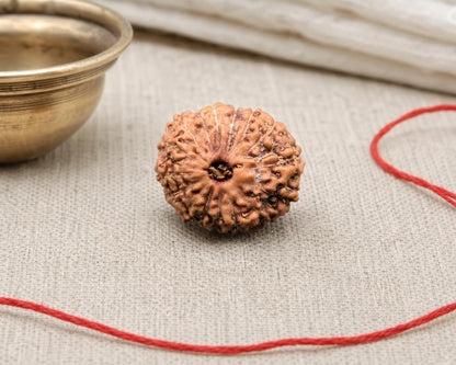 Natural 16 Mukhi Indonesia rudraksha bead with face detail, shown on a red thread