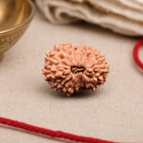 16 Mukhi Indonesia Natural Rudraksha 20.75 mm Rudraksha Report No. RDQ0044389