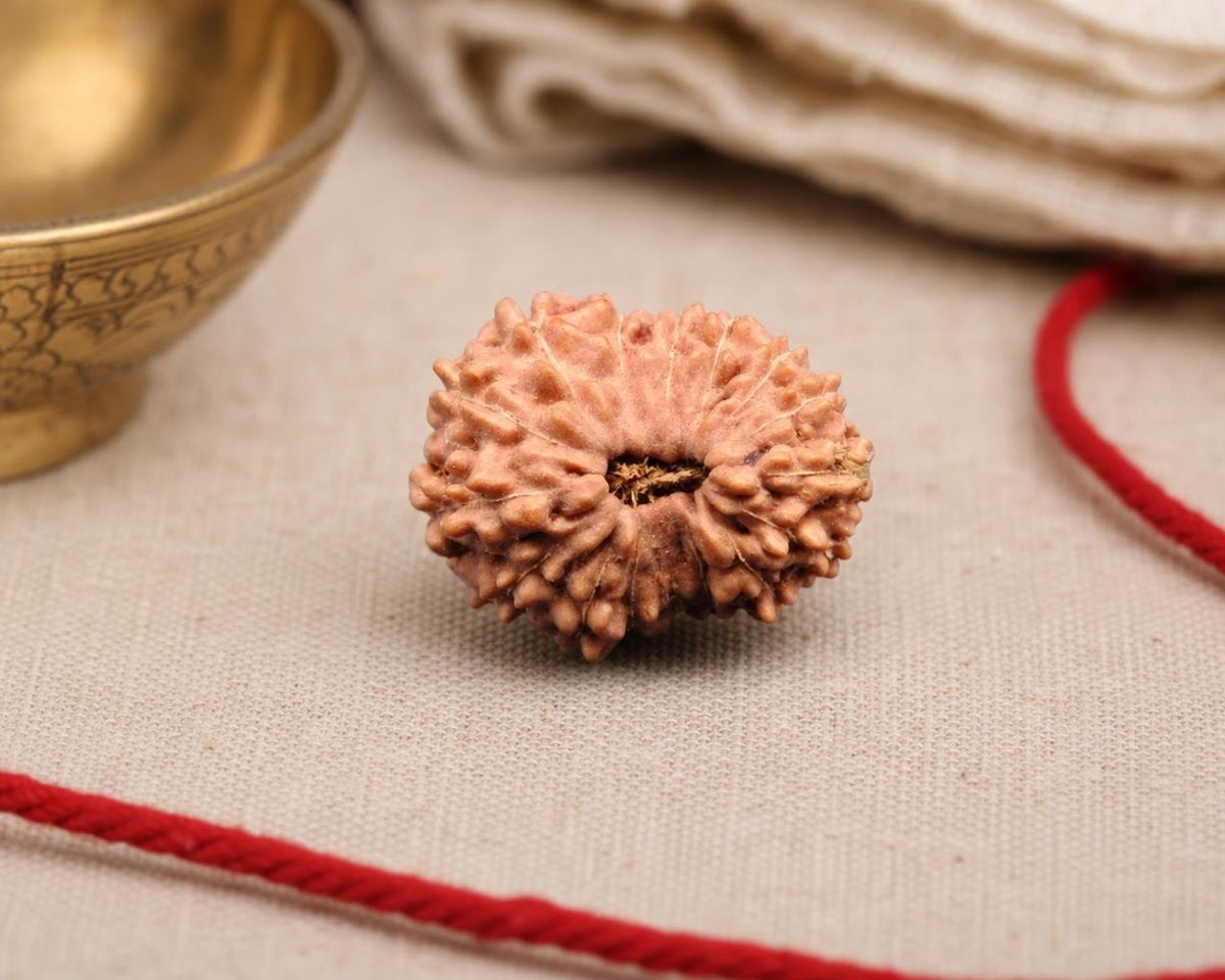 Natural 16 Mukhi Indonesian rudraksha bead with textured segments and central opening