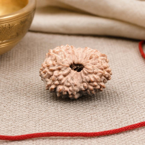 16 Mukhi Indonesia Natural Rudraksha 19.06 mm Rudraksha Report No. RDQ0044313