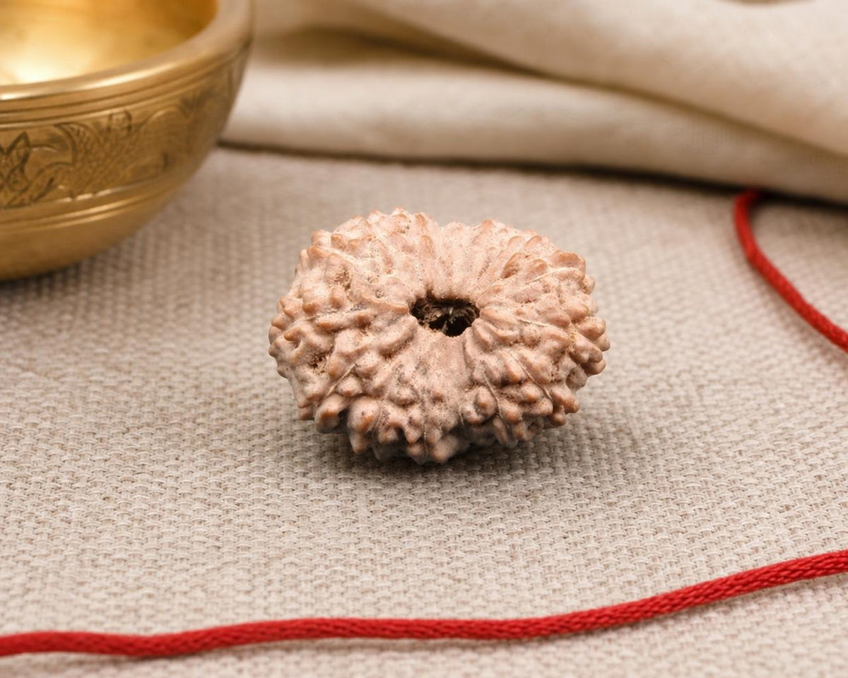 Natural 16 Mukhi Indonesian rudraksha seed with textured surface and central hole