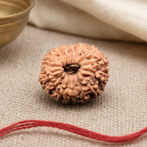 16 Mukhi Indonesia Natural Rudraksha 18.23 mm Rudraksha Report No. RDQ0044310