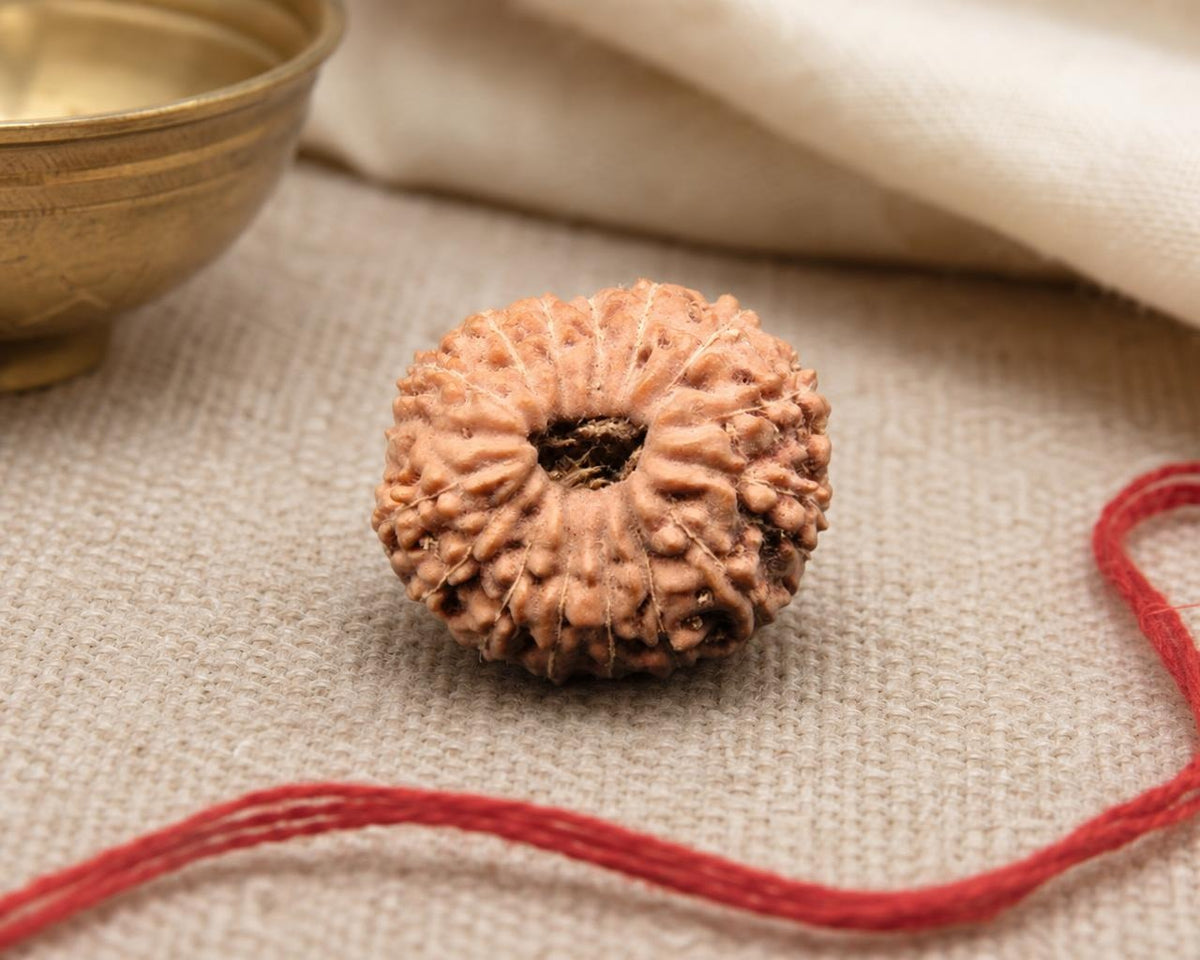 Natural 16 Mukhi Indonesia rudraksha bead with textured surface and central opening
