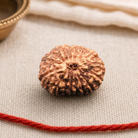 16 Mukhi Indonesia Natural Rudraksha 19.61 mm Rudraksha Report No. RDQ0044308