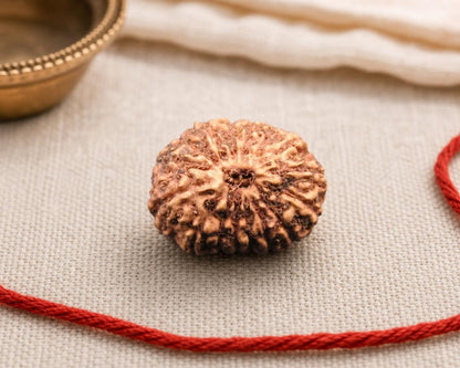 Natural 16 Mukhi Indonesian rudraksha bead with red thread, front view close-up on fabric
