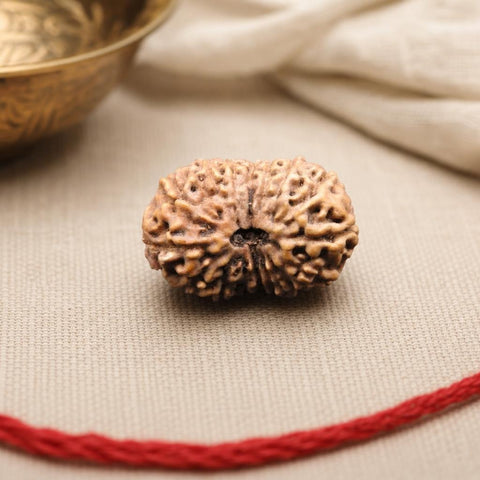 16 Mukhi Indonesia Natural Rudraksha 20.17 mm Rudraksha Report No. RDQ0044396