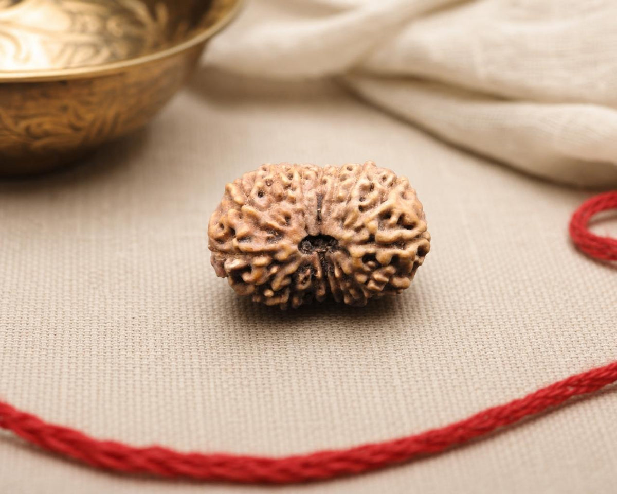Natural 16 Mukhi Indonesia rudraksha bead with carved grooves on red string