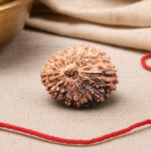16 Mukhi Indonesia Natural Rudraksha 19.12 mm Rudraksha Report No. RDQ0044398