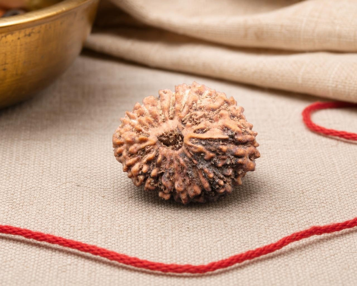 Natural 16 Mukhi Indonesian rudraksha bead with red thread on textured fabric