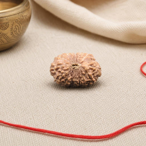 16 Mukhi Indonesia Natural Rudraksha 18.30 mm Rudraksha Report No. RDQ0044306