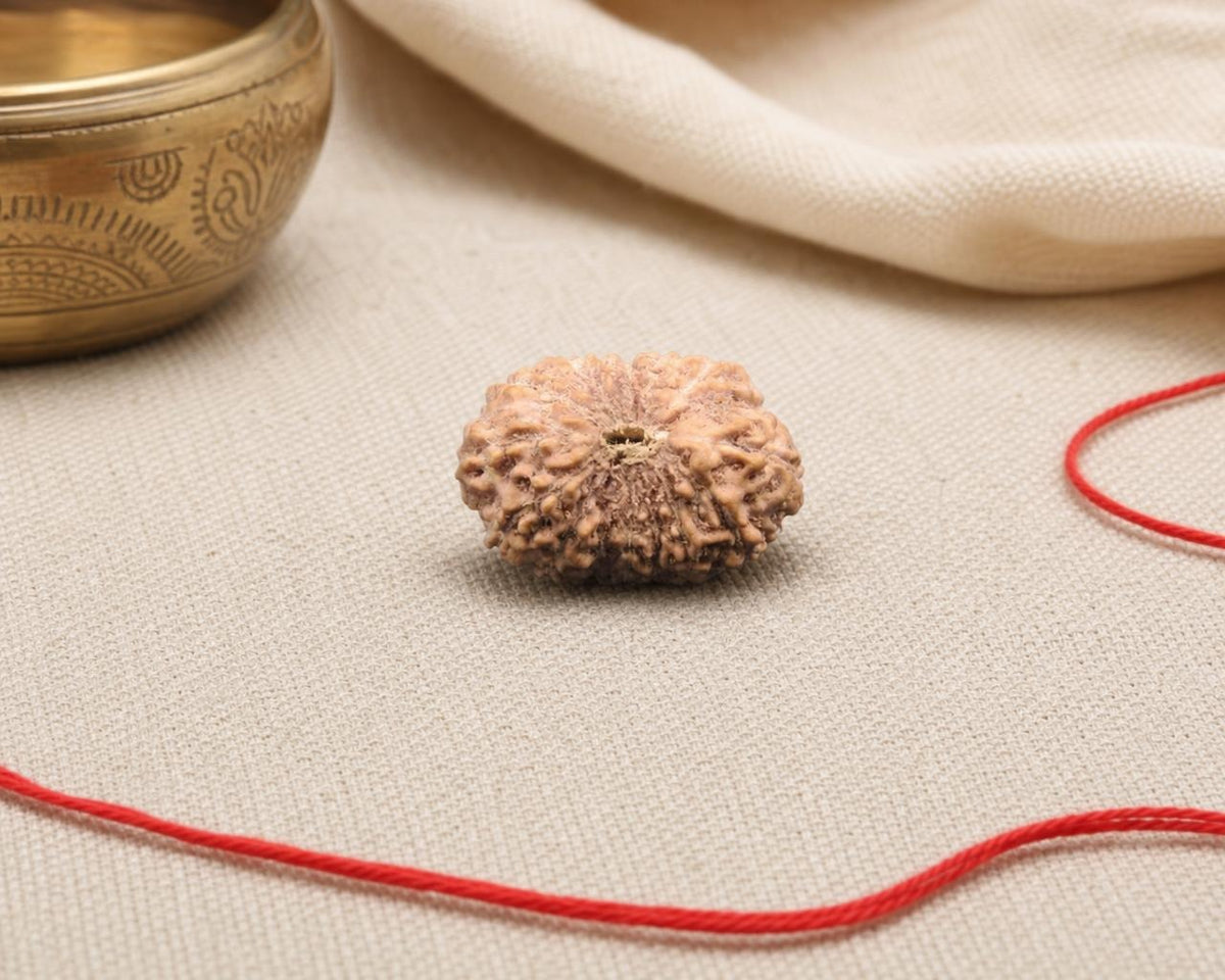 Natural 16 mukhi Indonesian rudraksha bead on beige fabric with red string loop
