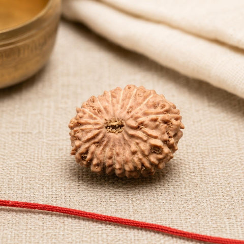 16 Mukhi Indonesia Natural Rudraksha 19.36 mm Rudraksha Report No. RDQ0044399