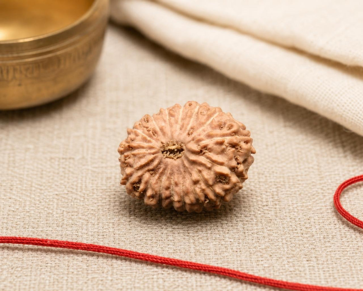 Natural 16 Mukhi Indonesian rudraksha bead with red thread on beige fabric background
