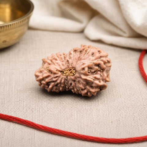 16 Mukhi Indonesia Natural Rudraksha 24.21 mm Rudraksha Report No. RDQ0044388