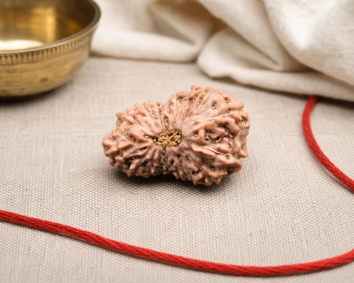 Natural 16 Mukhi Indonesian rudraksha bead with red thread on beige fabric background