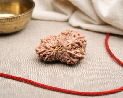 Natural 16 Mukhi Indonesian rudraksha bead with red thread on beige fabric background