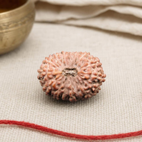 16 Mukhi Indonesia Natural Rudraksha 23.20 mm Rudraksha Report No. RDQ0044385