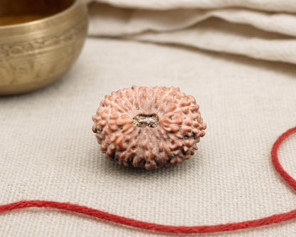 Natural 16 Mukhi Indonesian rudraksha seed with detailed ridges, shown on fabric with red thread