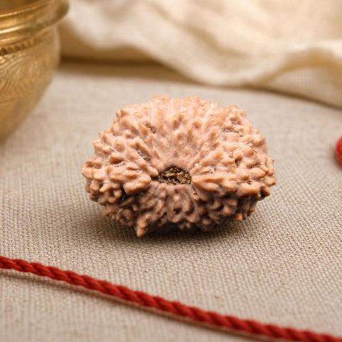 16 Mukhi Indonesia Natural Rudraksha 23.97 mm Rudraksha Report No. RDQ0044387